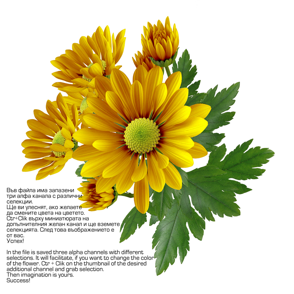 Chrysanthemum Transparent Image PNG Image