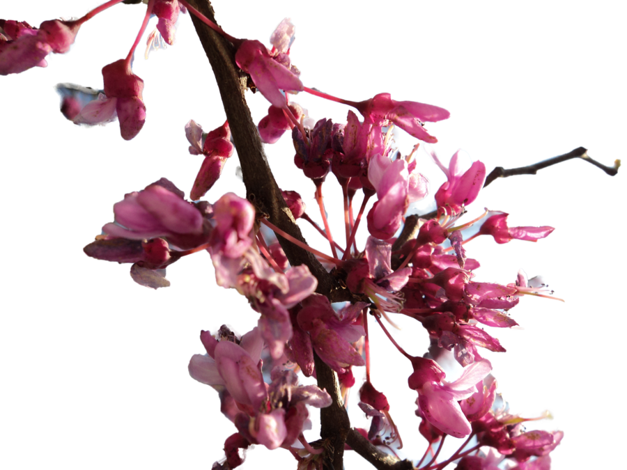 Cherry Blossom Transparent Image PNG Image