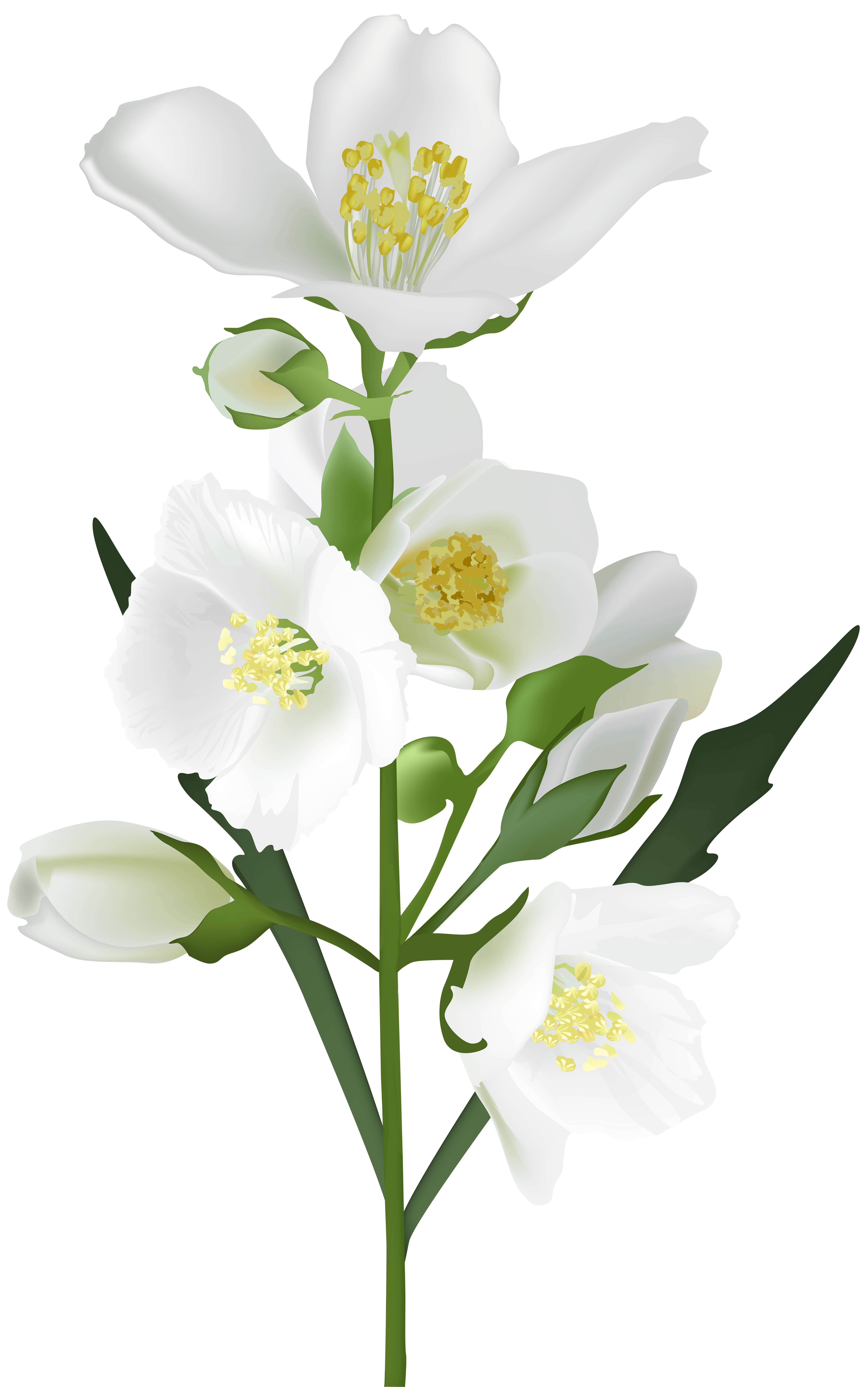 White Flower Jasmine HQ Image Free PNG PNG Image