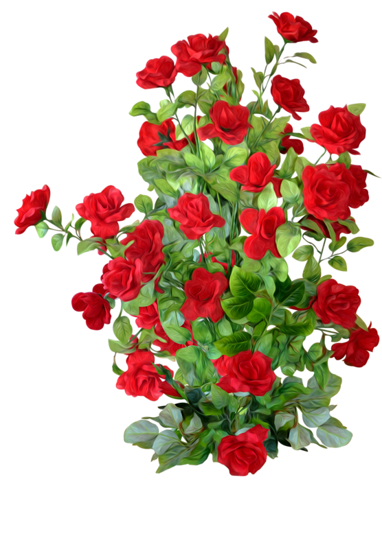 Petal Rose Roses Shrub Garden PNG Image High Quality PNG Image