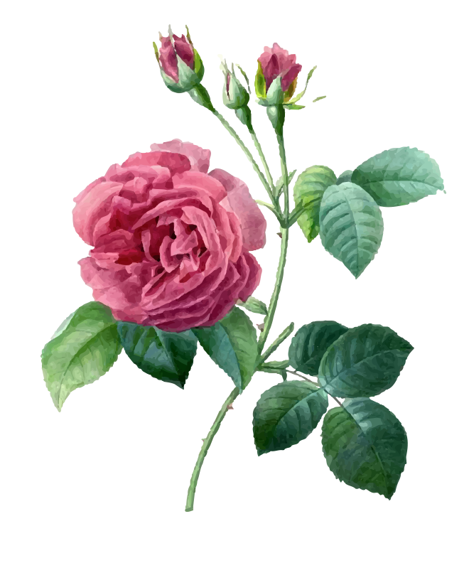 Pink 17591840 Plant Garden Pierrejoseph Redoutxe9 Roses PNG Image