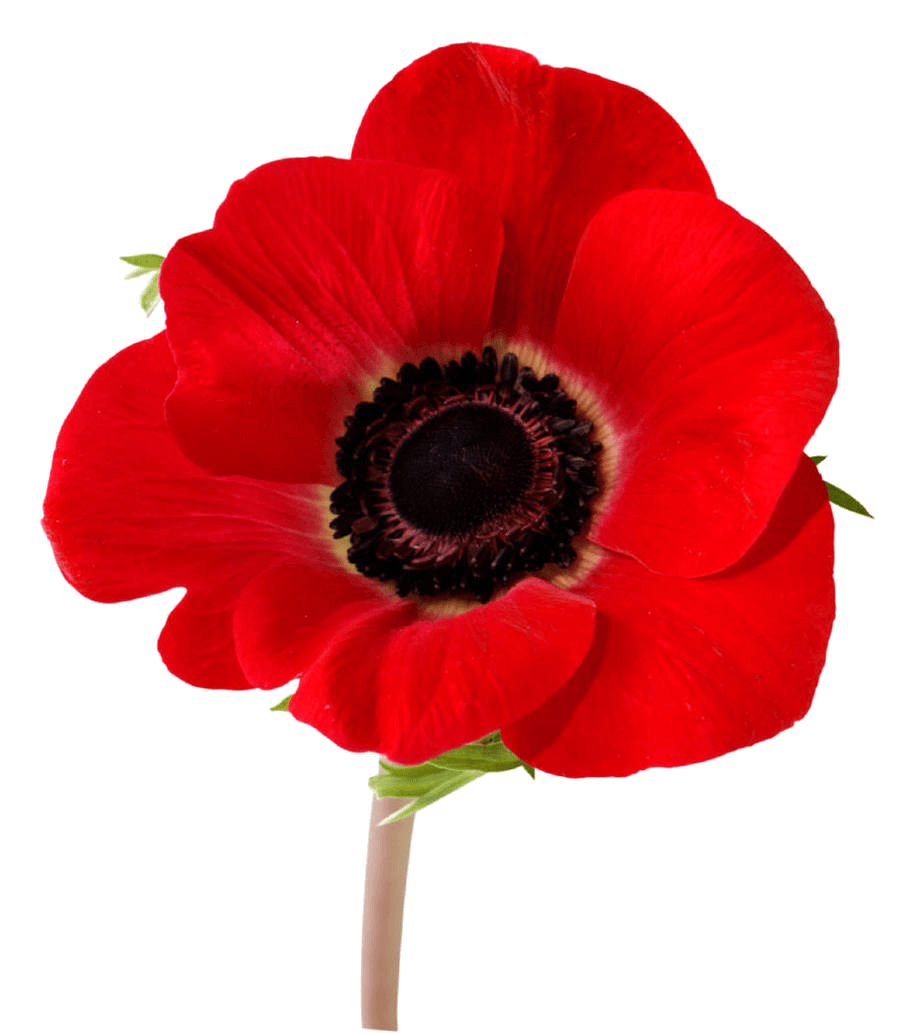 Flower Fields Flanders In Remembrance Poppy Red PNG Image