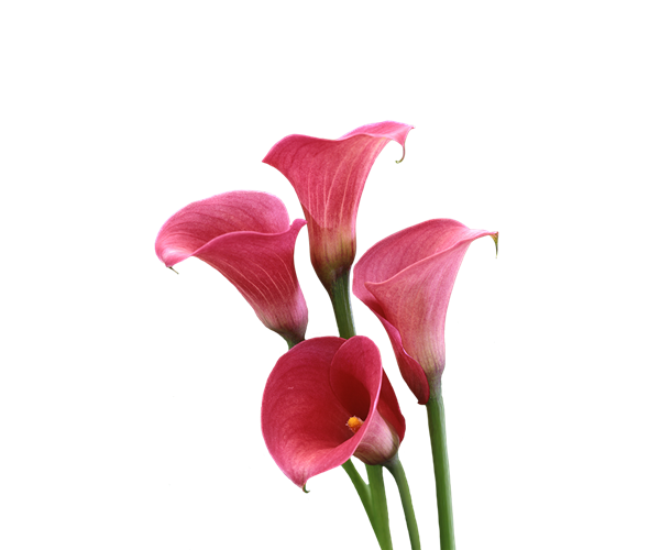Lily Calla Red Free Clipart HQ PNG Image