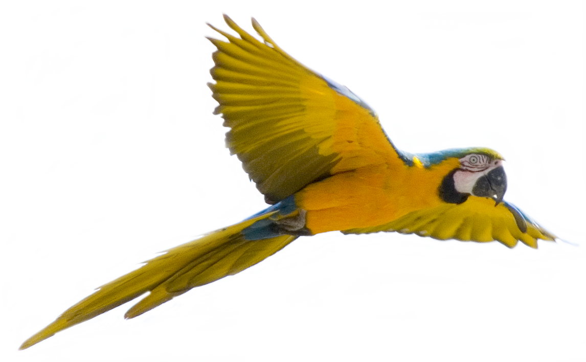 Flying Bird Transparent Background PNG Image