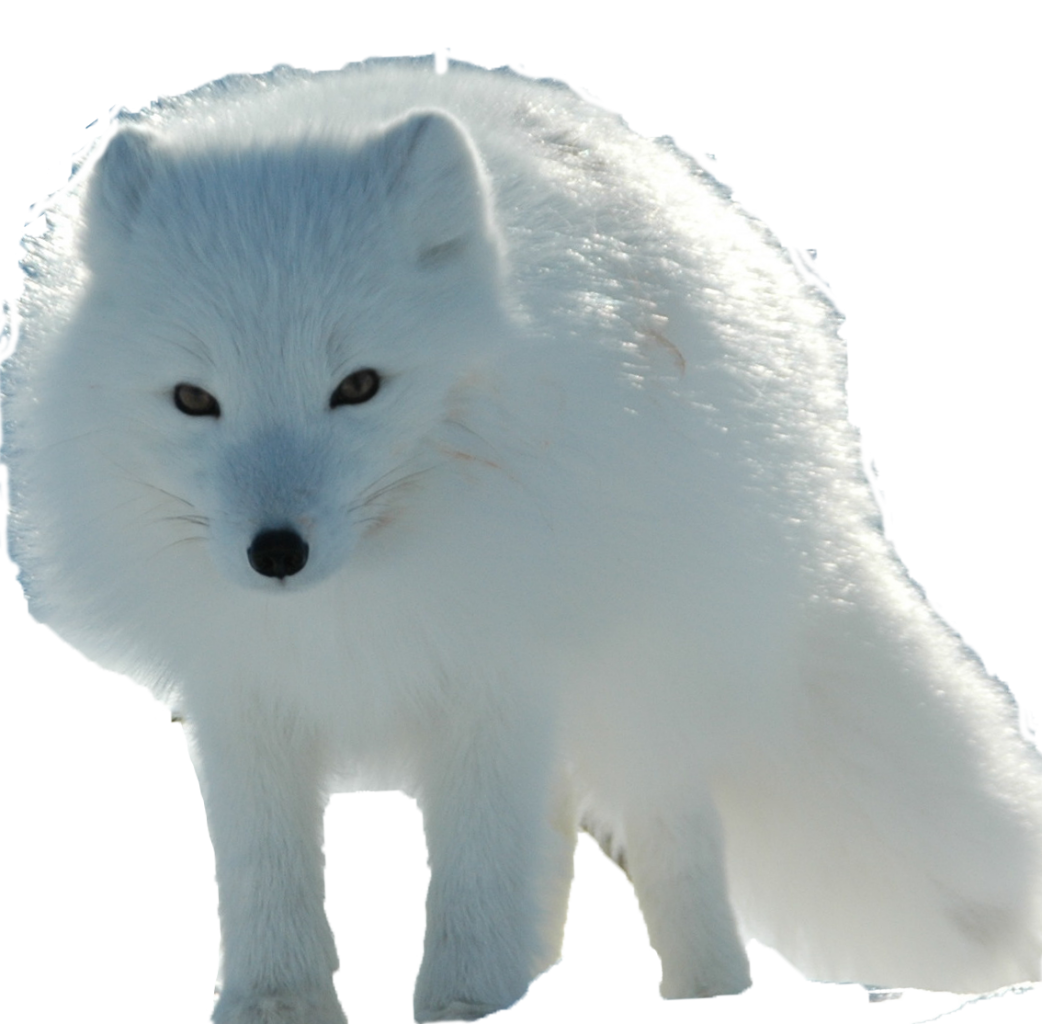 Arctic Fox Snow Free PNG HQ PNG Image