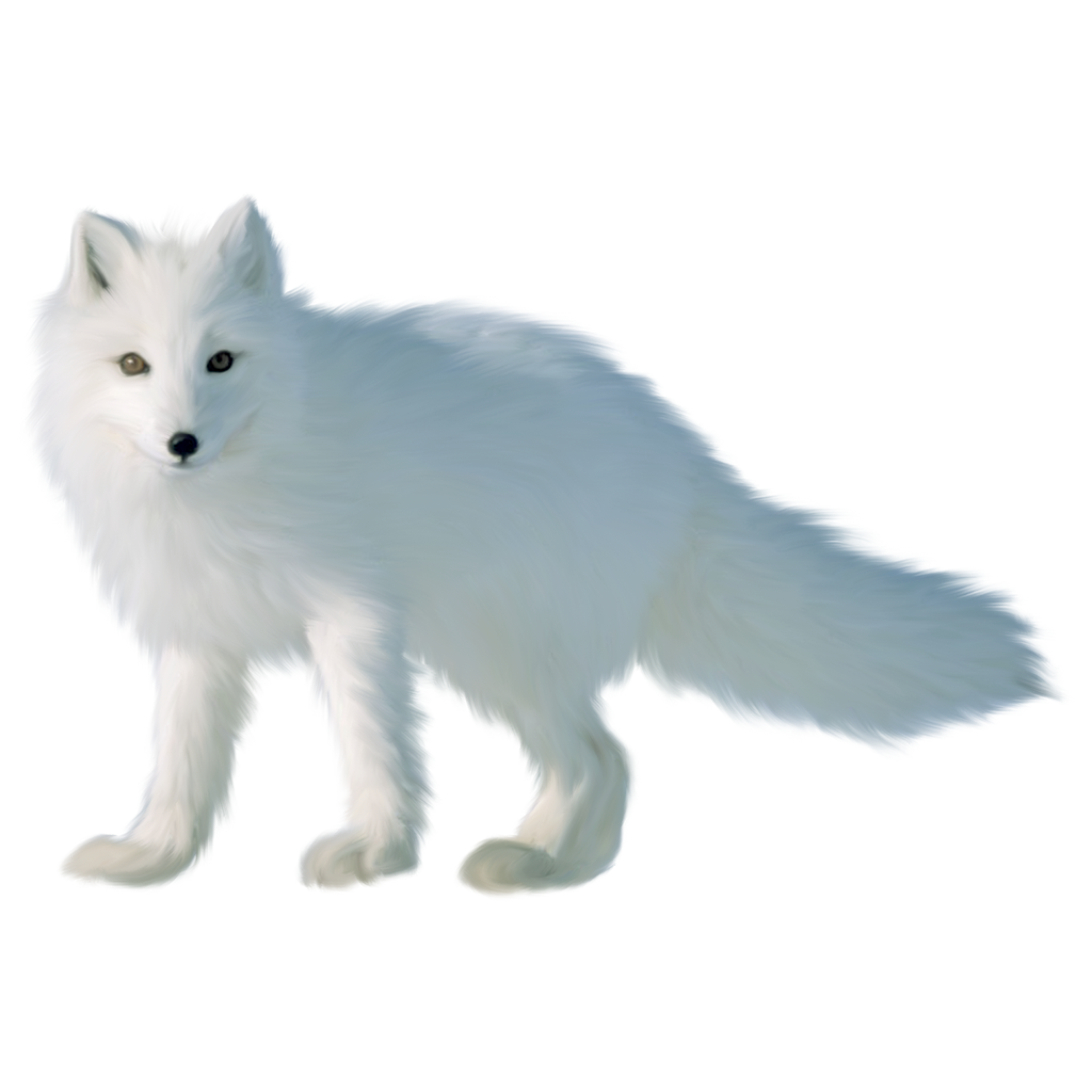White Fox Arctic Free Download Image PNG Image