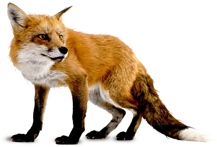 Fox Transparent Background PNG Image