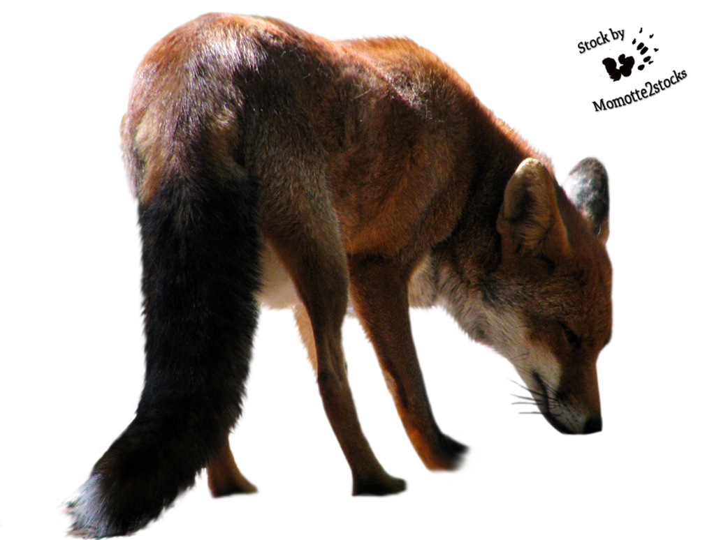 Fox Clipart PNG Image