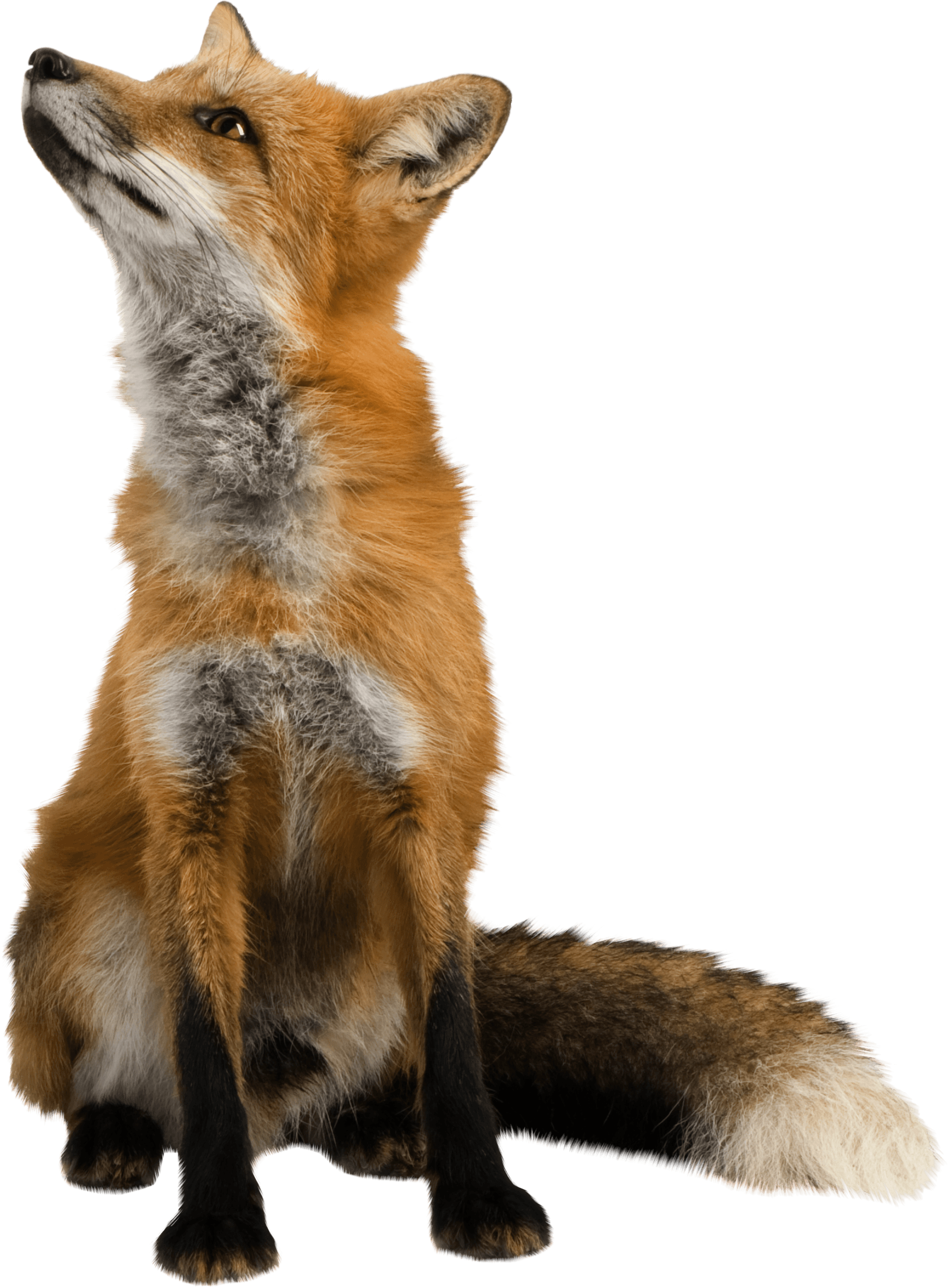 Fox Png Image Download Picture PNG Image