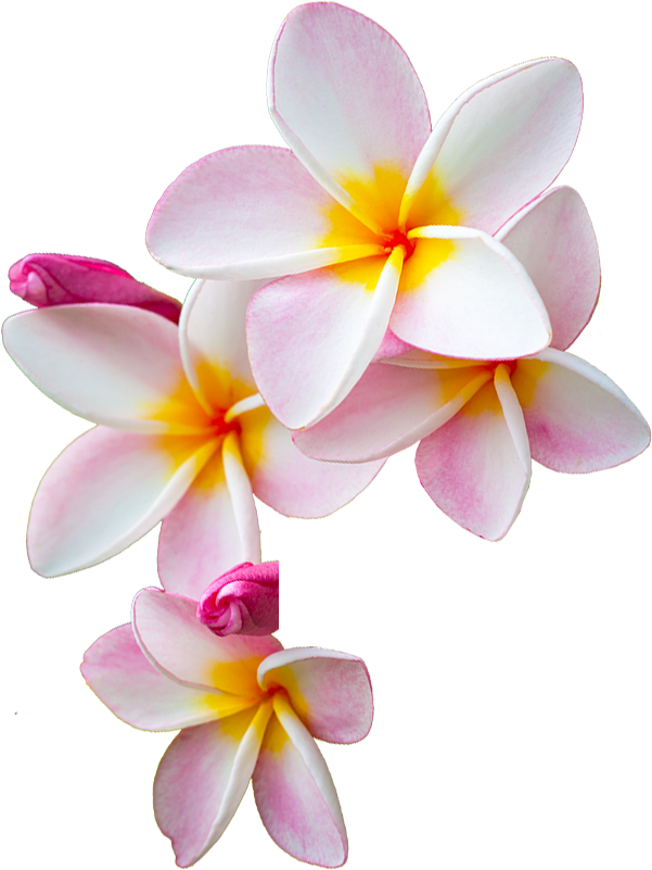 Frangipani Free Download PNG HQ PNG Image