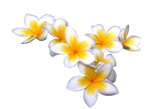 Plumeria Photos PNG Image