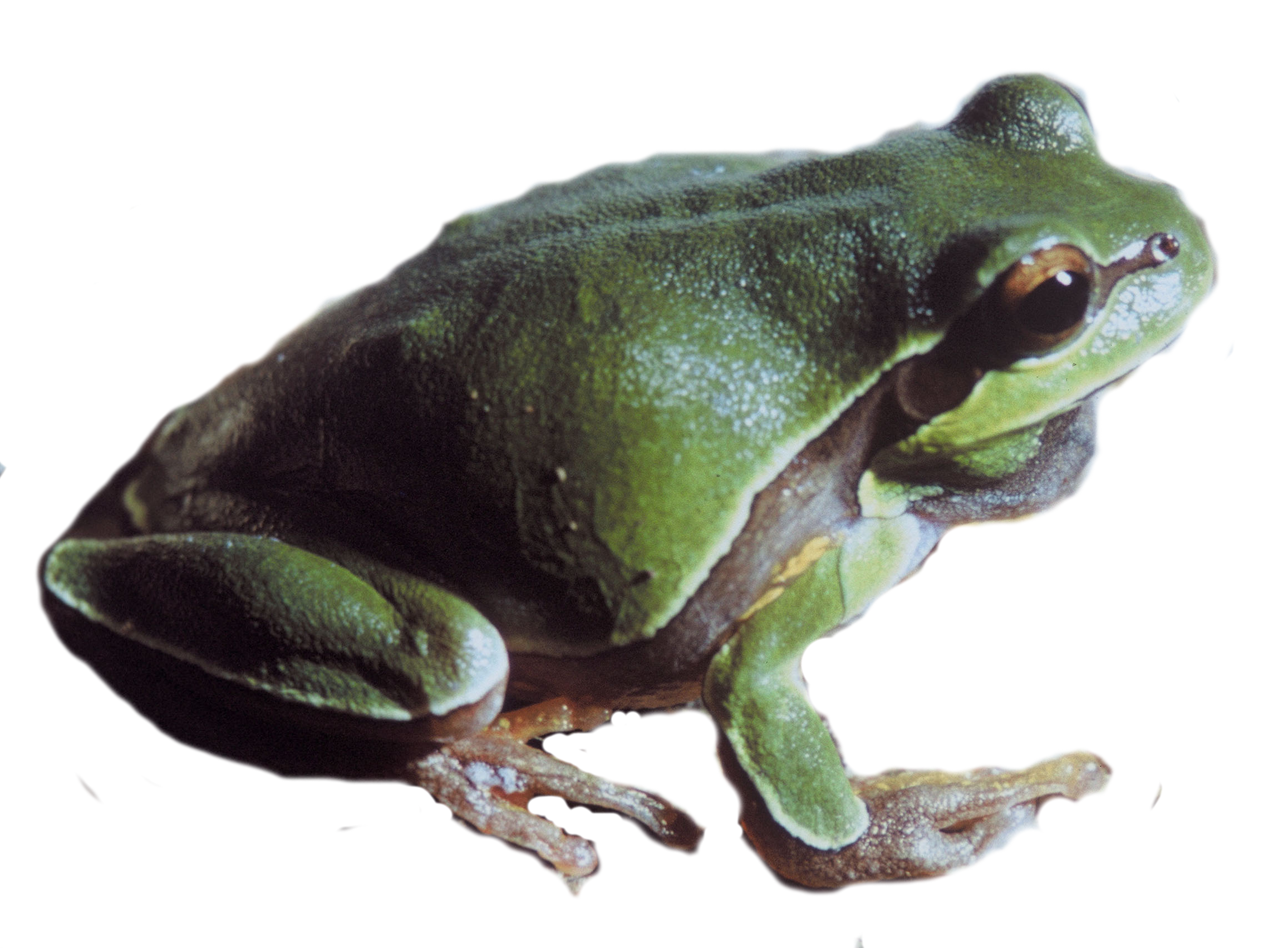 Pine Barrens Tree Frog PNG Image