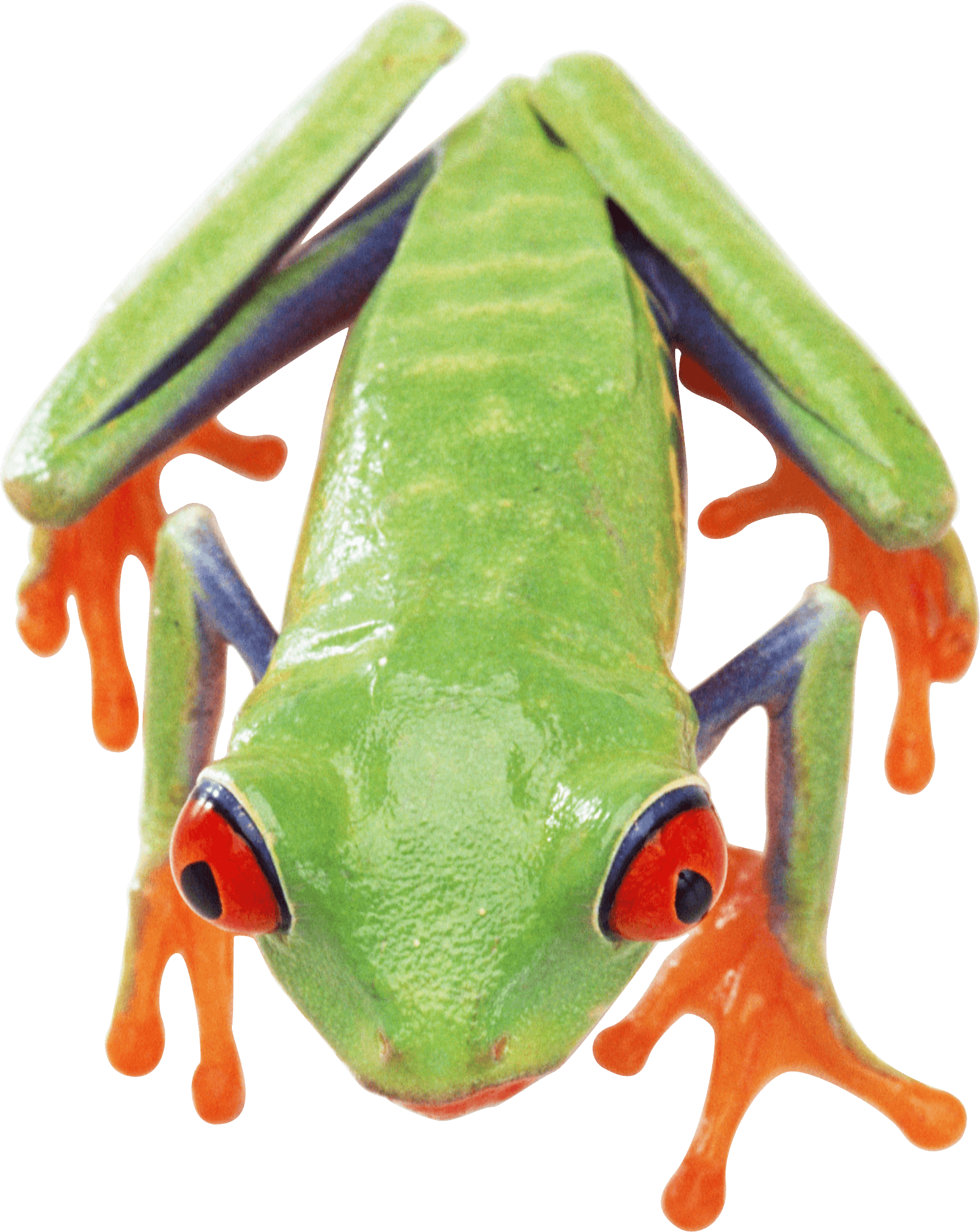 Frog Png Image PNG Image