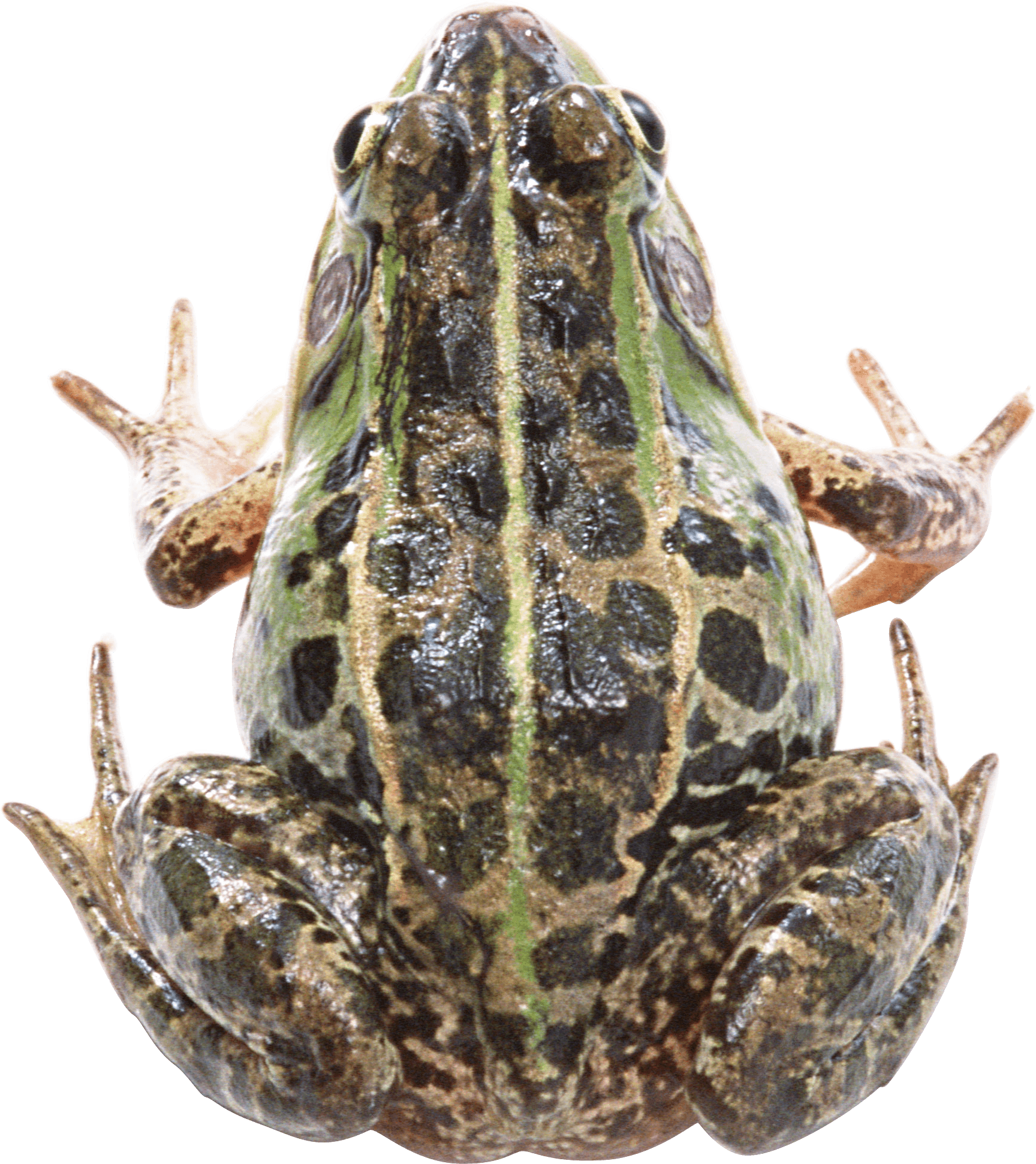 Frog Png Image PNG Image