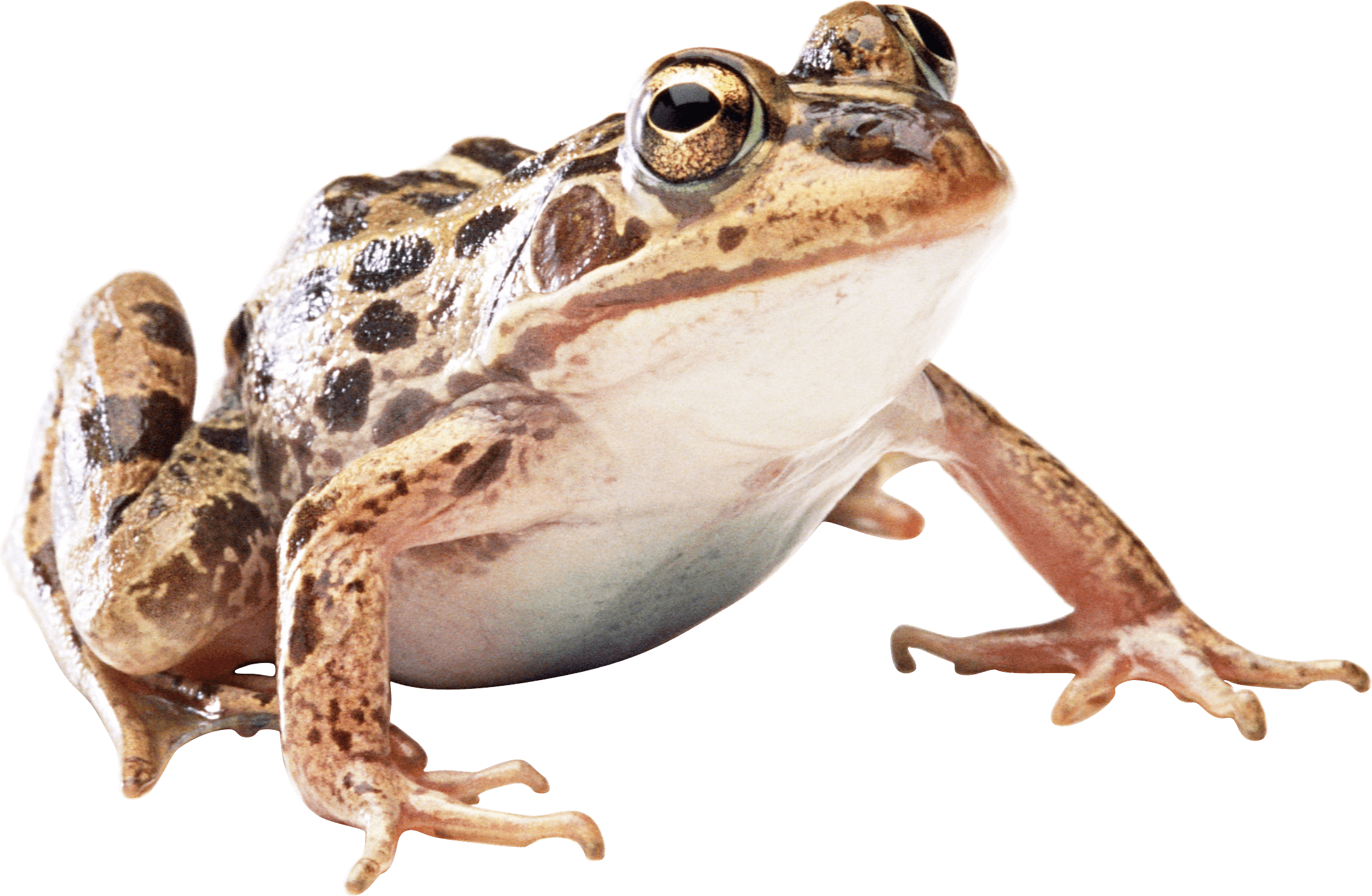 Frog Png Image PNG Image