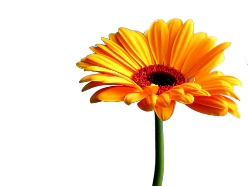 Gerbera PNG Image