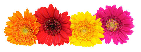 Gerbera Clipart PNG Image