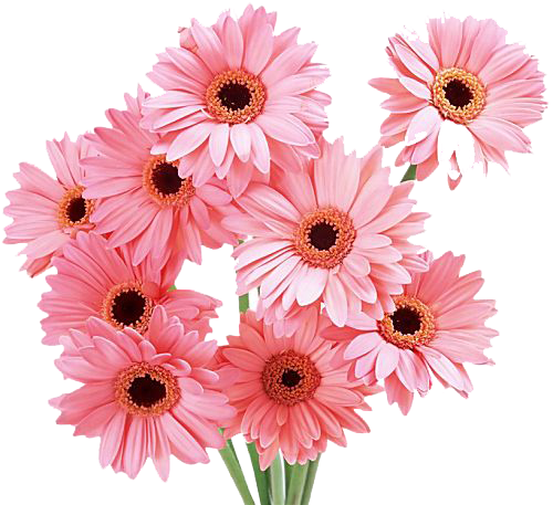 Gerbera Photos PNG Image