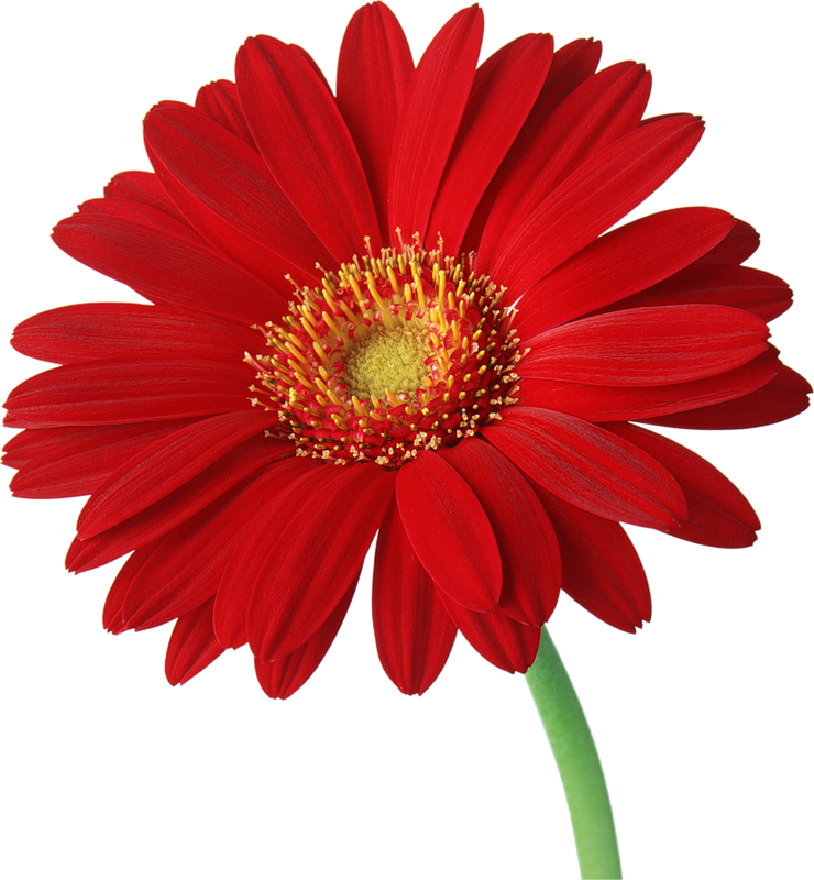 Gerbera Transparent Background PNG Image