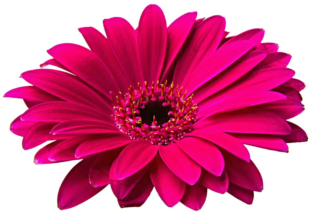 Gerbera Hd PNG Image