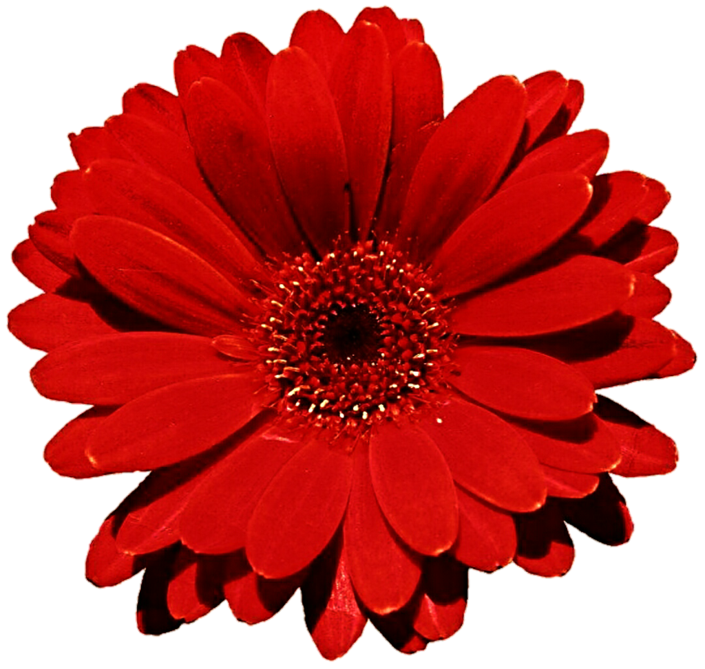 Gerbera Photo PNG Image