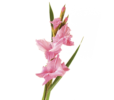 Gladiolus Transparent Image PNG Image