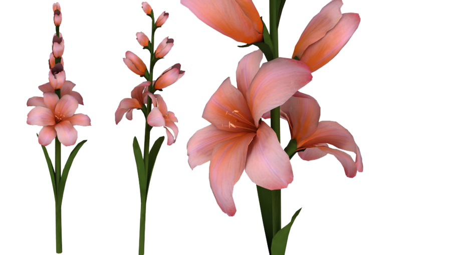 Gladiolus Hd PNG Image