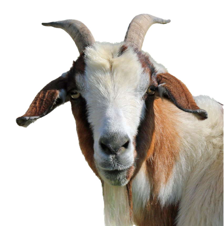 Goat Free Download Image PNG Image