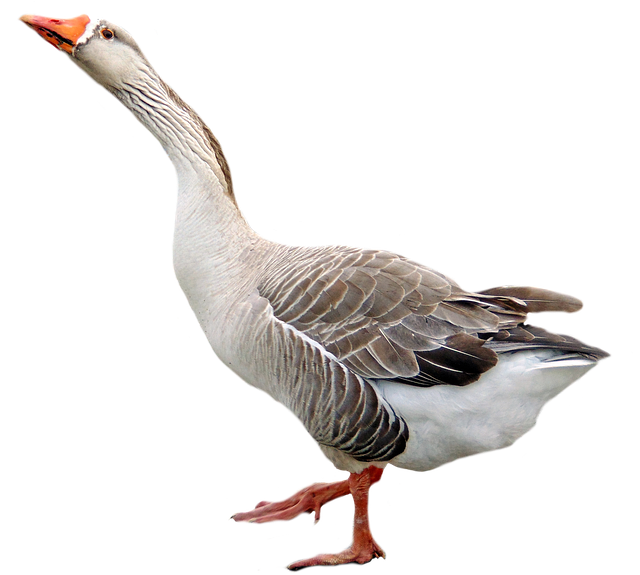 Goose Transparent Background PNG Image