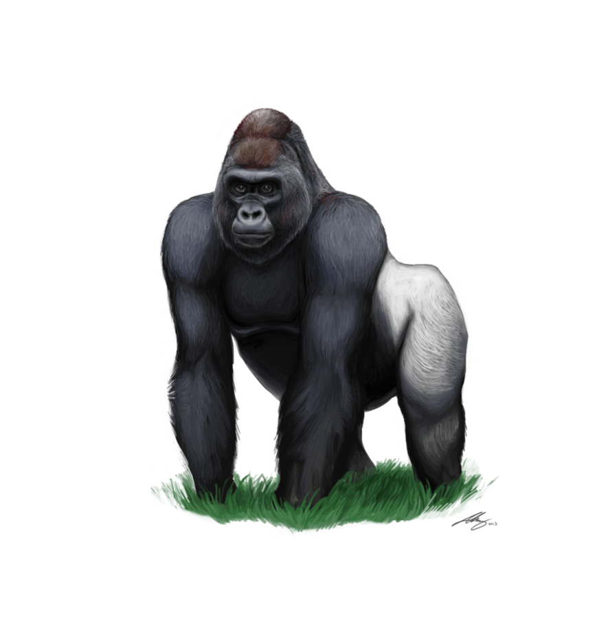 Gorilla Clipart PNG Image