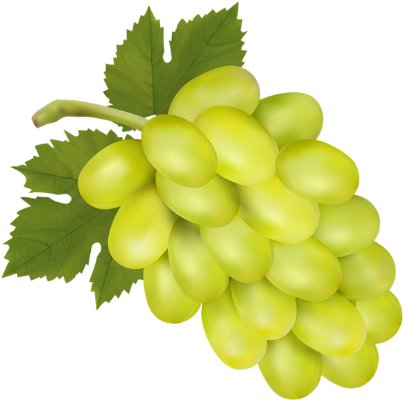 Vector Green Grapes PNG File HD PNG Image