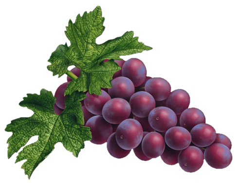 Red Grapes PNG Image