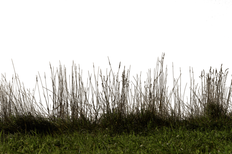 Grass Free Download PNG HD PNG Image