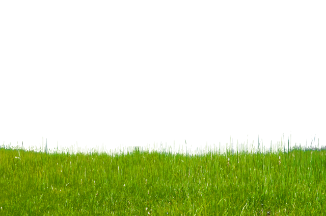 Grass Green Download Free Image PNG Image