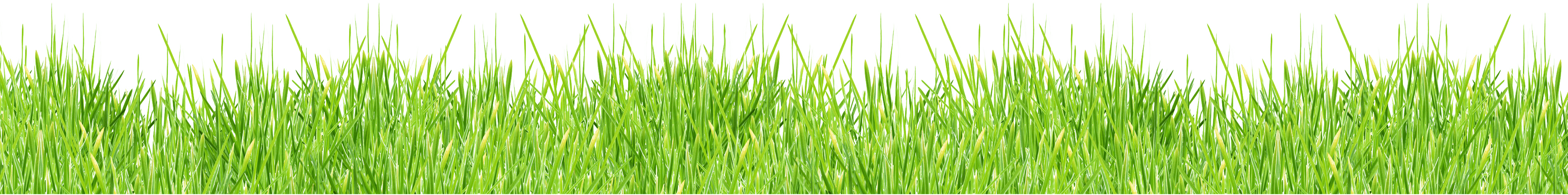 Grass Png Image Green Picture PNG Image