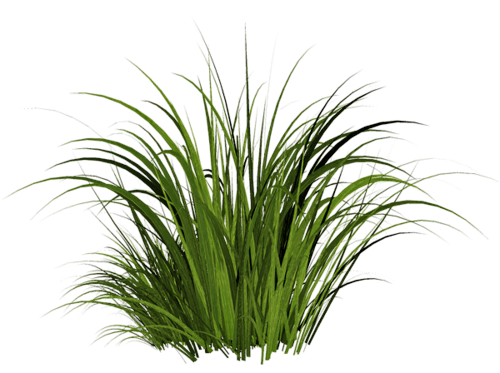 Grass Png Image Green Grass Png Picture PNG Image