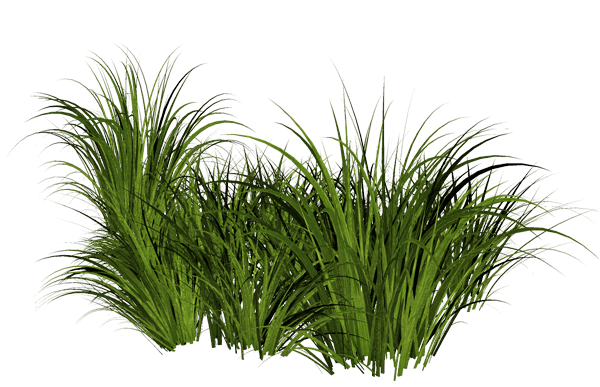 Grass Png Image Green Grass Png Picture PNG Image