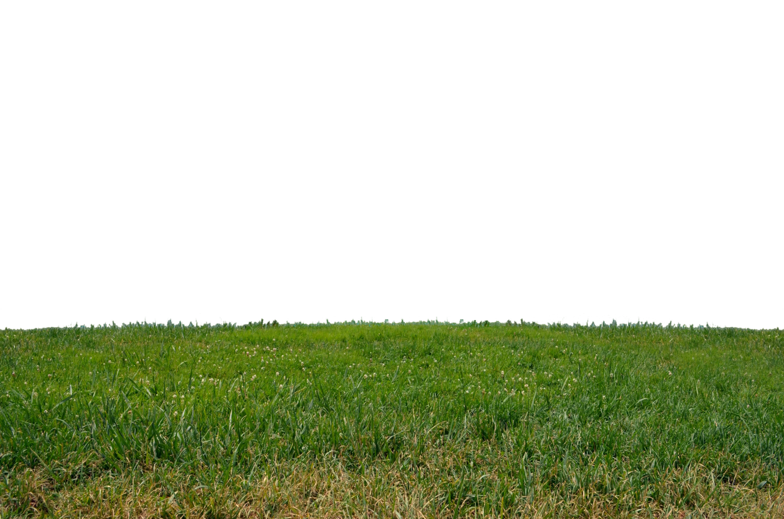 Grass Png Clipart PNG Image