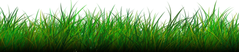 Grass Png Image PNG Image
