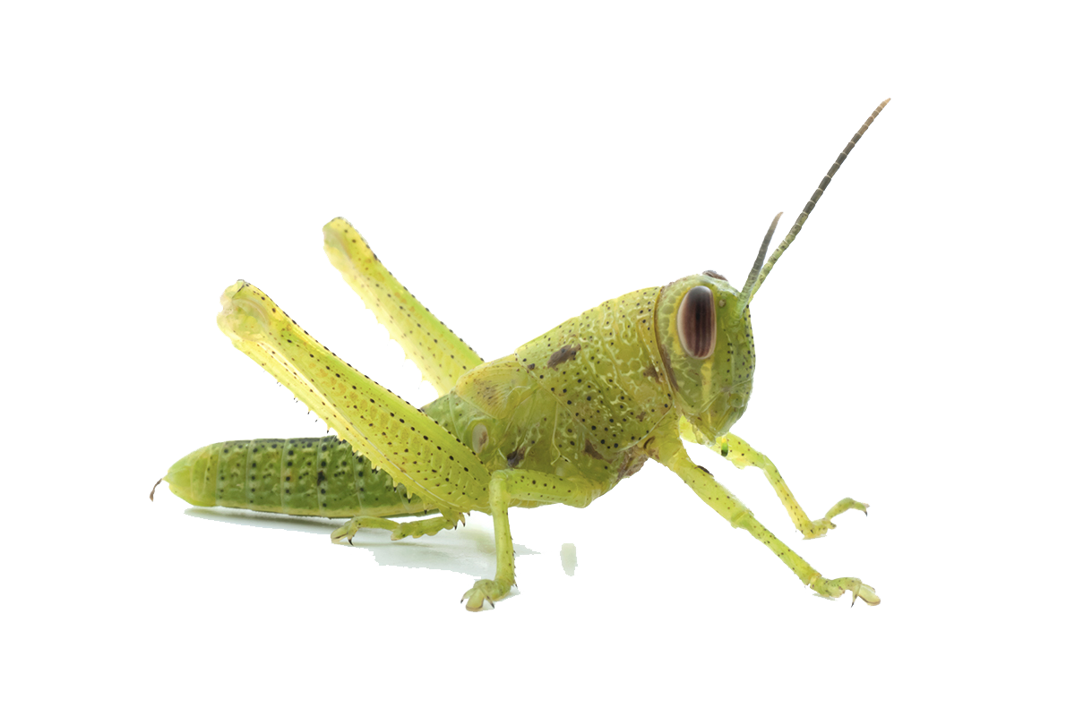 Grasshopper Transparent Image PNG Image