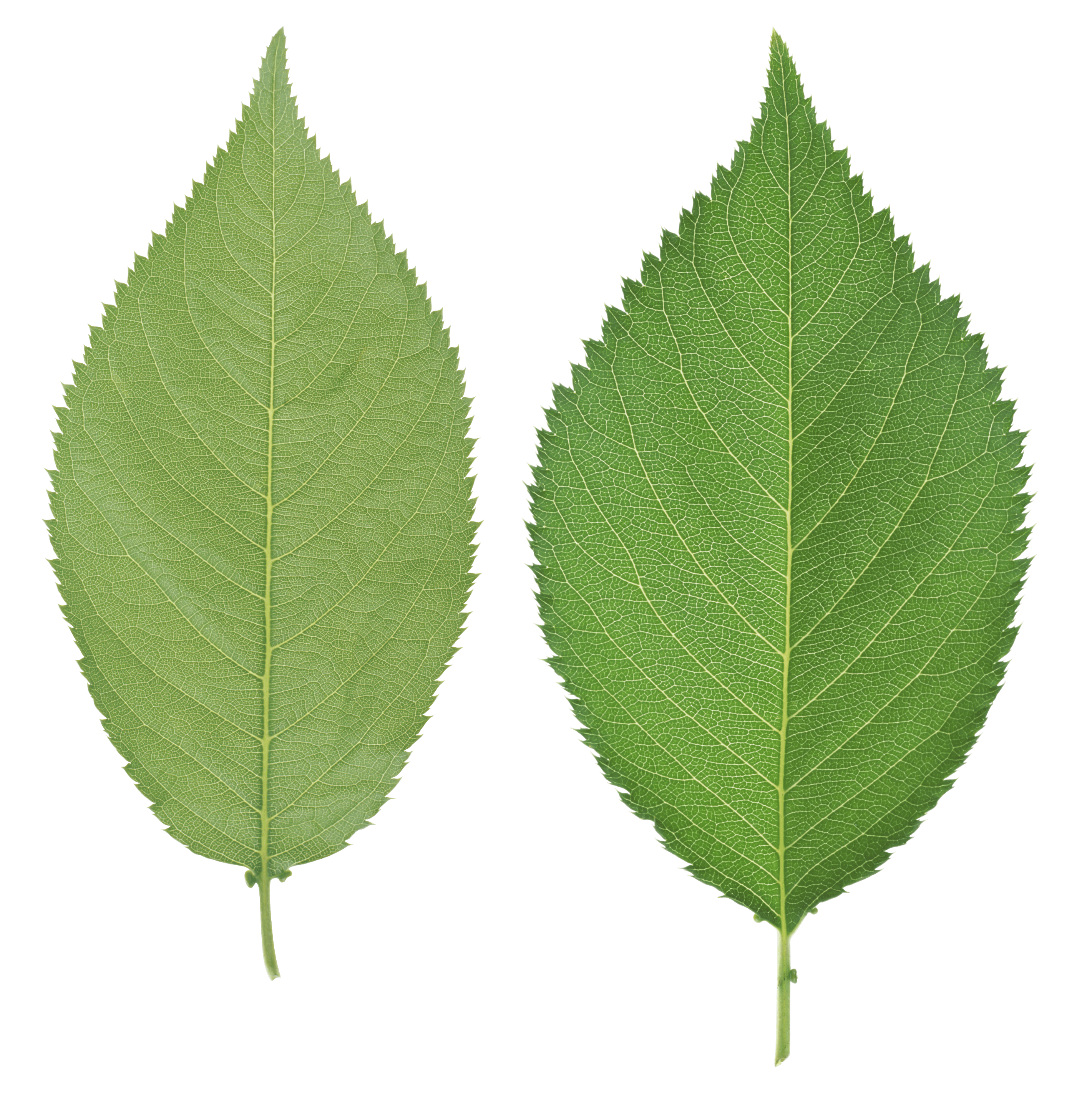 Green Leaf Png PNG Image
