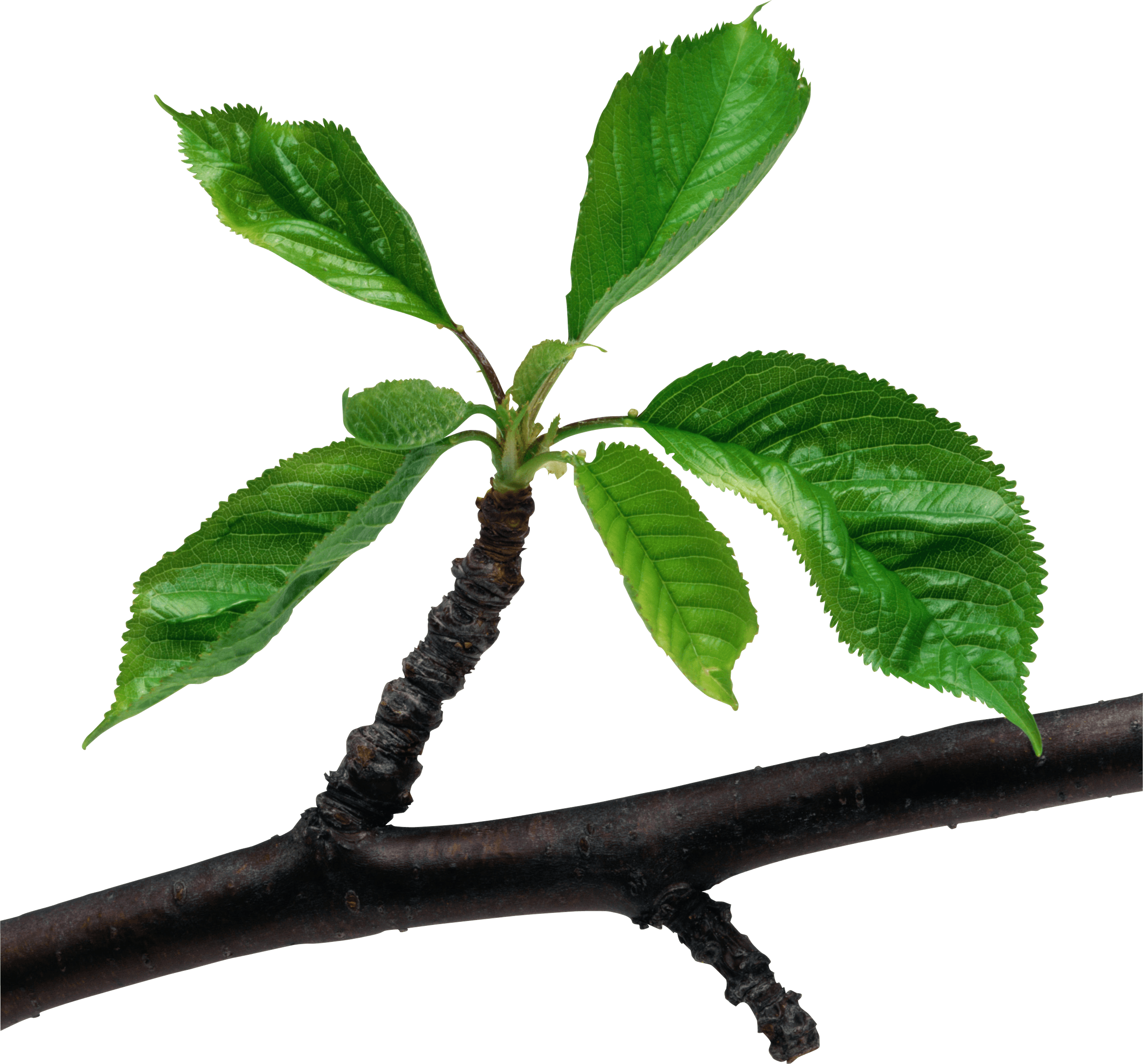 Green Leaves Branch Png PNG Image