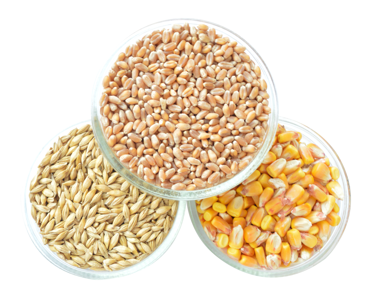 Grain Image PNG Image High Quality PNG Image