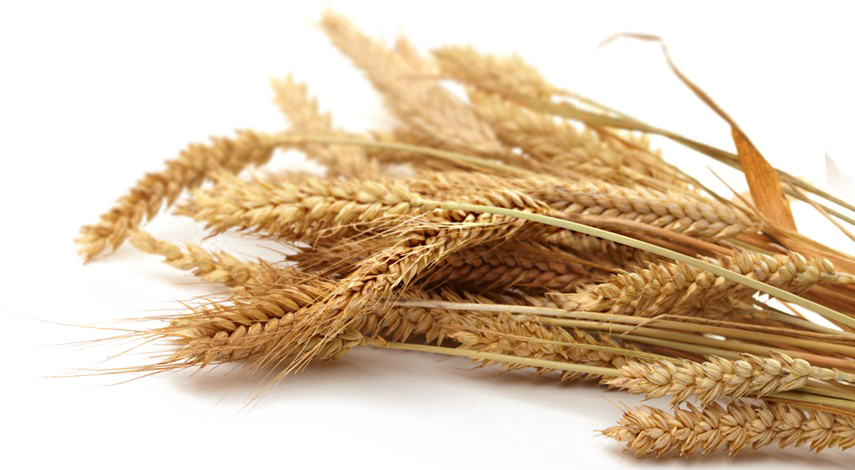 Grain Picture Download Free Image PNG Image