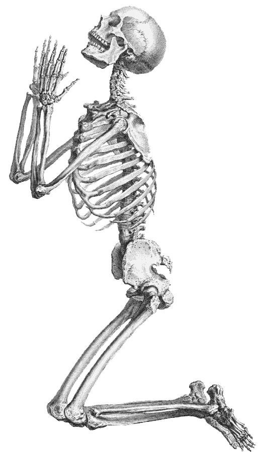 Halloween Skeleton Transparent Background PNG Image