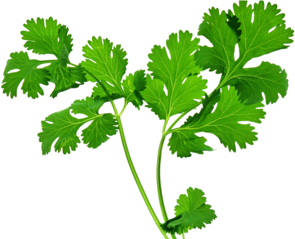 Herbs Leaf Download HD PNG Image