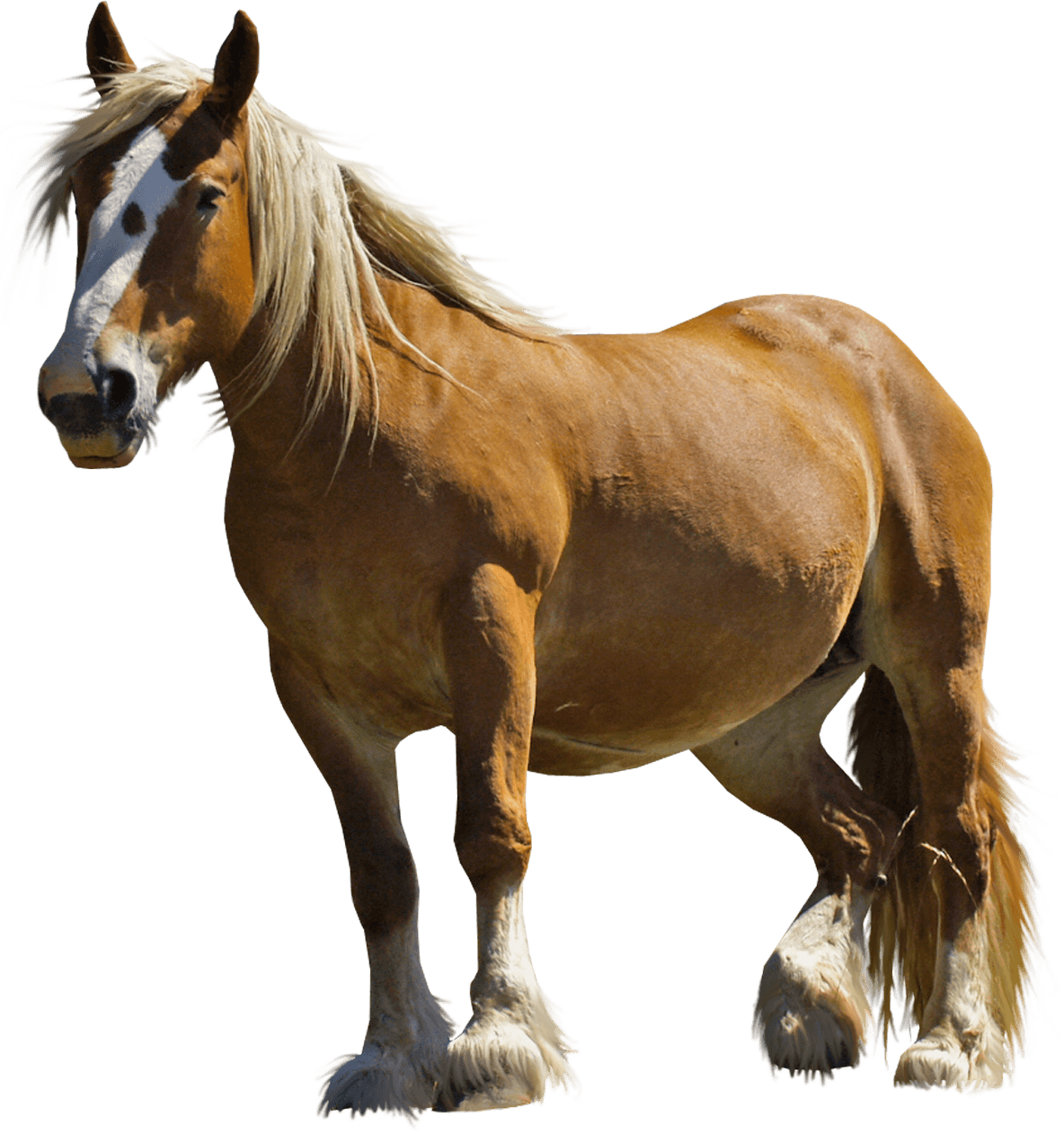 Horse Png Image PNG Image