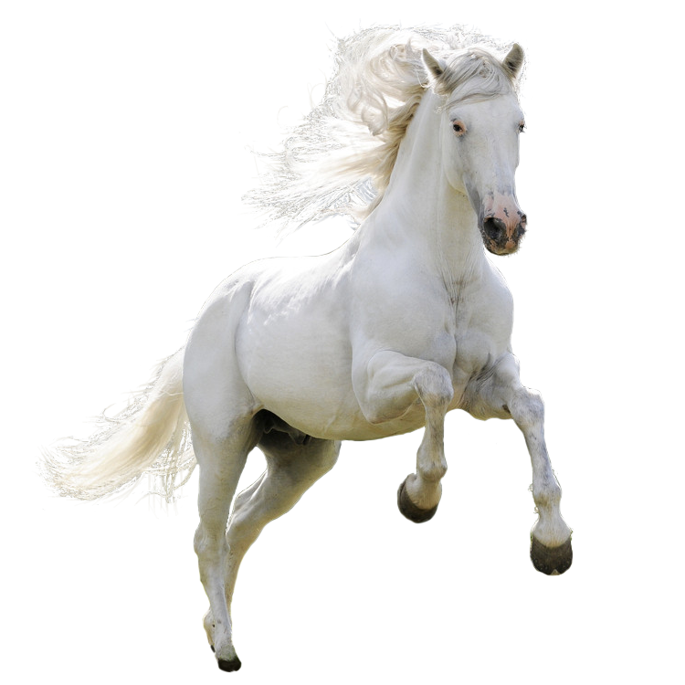 Farm Horse Arabian PNG Free Photo PNG Image