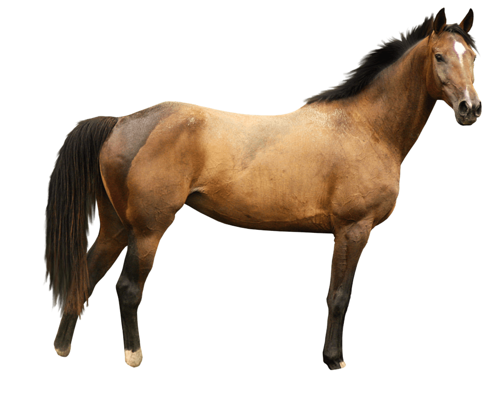 Horse Png Image PNG Image