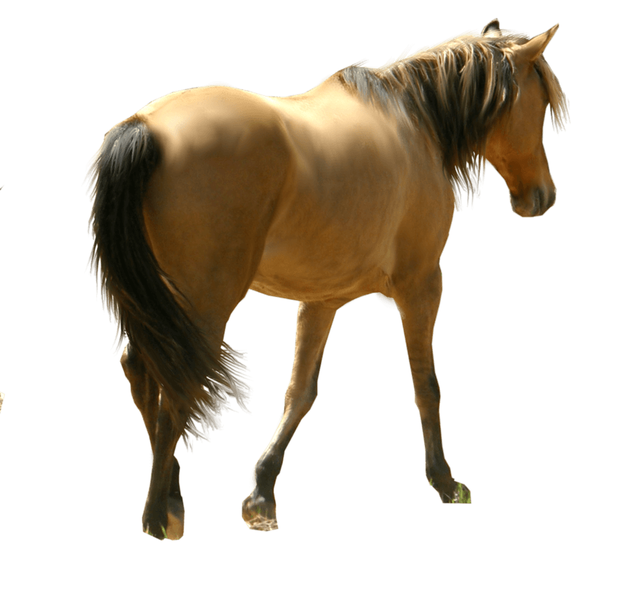 Horse File PNG Image